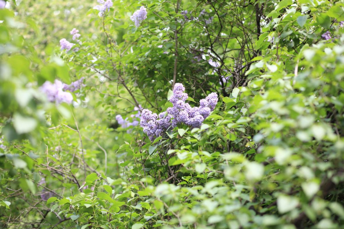 la taille du lilas : quand et comment faire ?