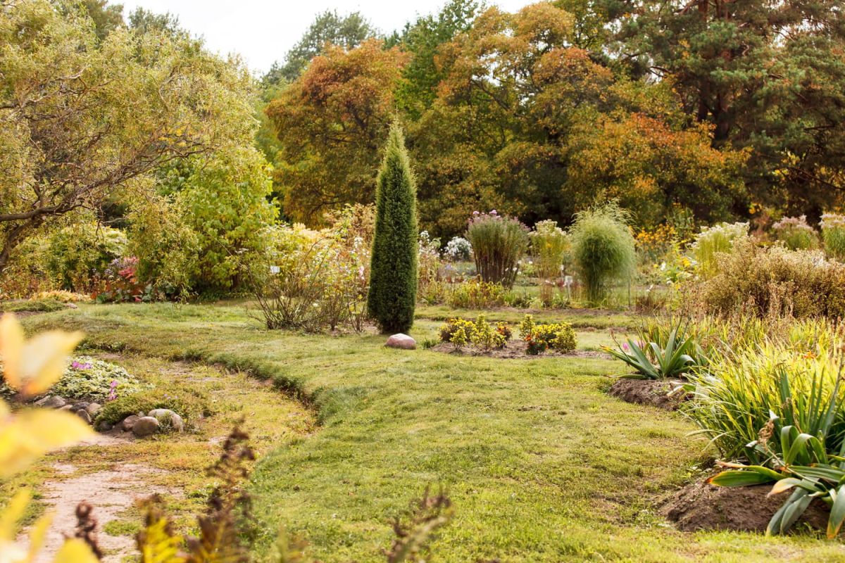 un arbuste persistant pour un jardin éclatant en hiver