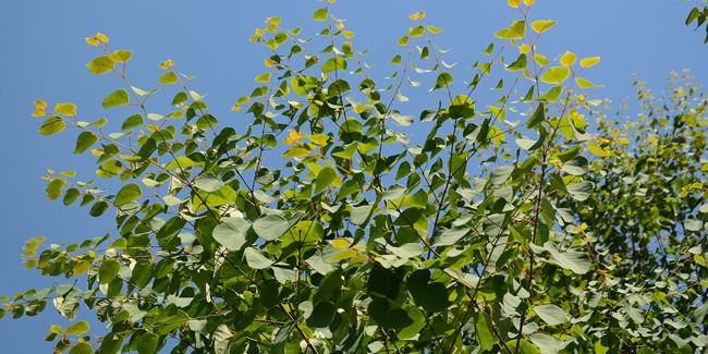 À la découverte de l'arbre caramel : l'élégance au jardin