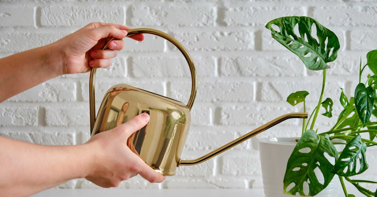 Comment chasser les moucherons des plantes vertes ?