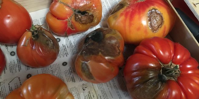 Récupérer son potager après le mildiou : astuces et solutions