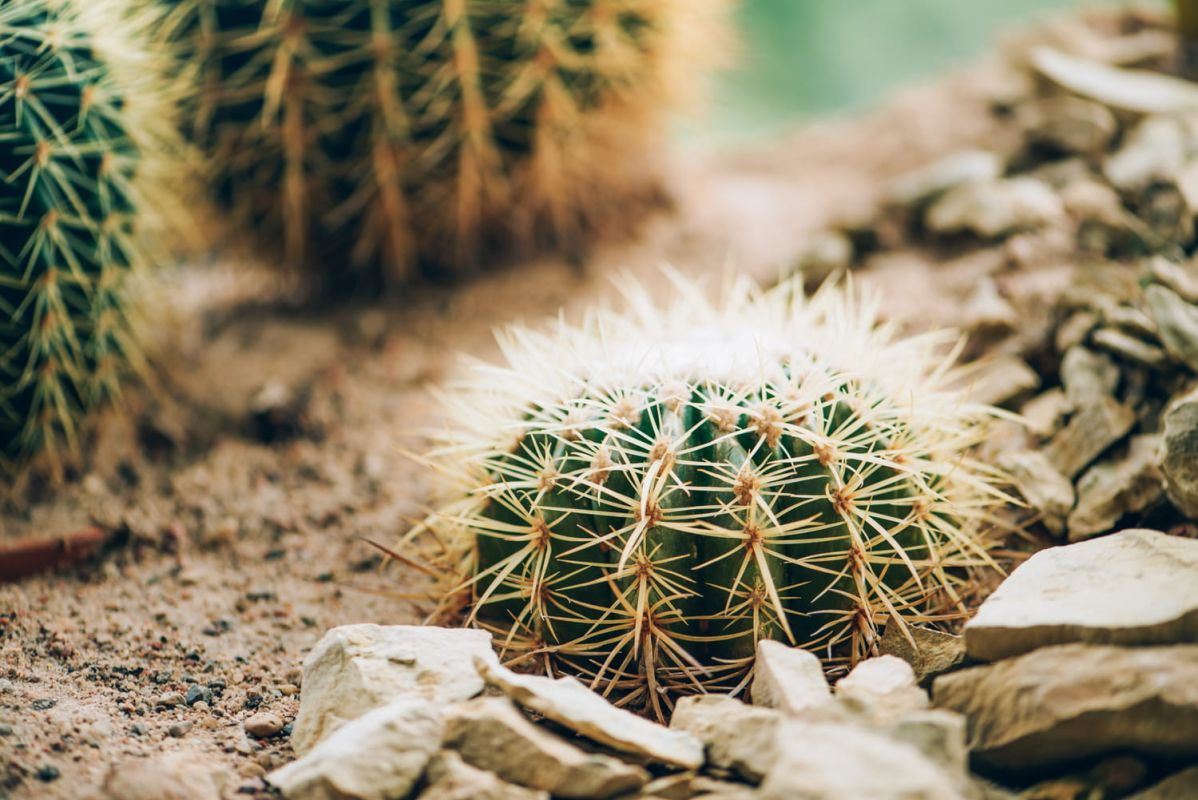 Le secret improbable des cactus en pleine santé