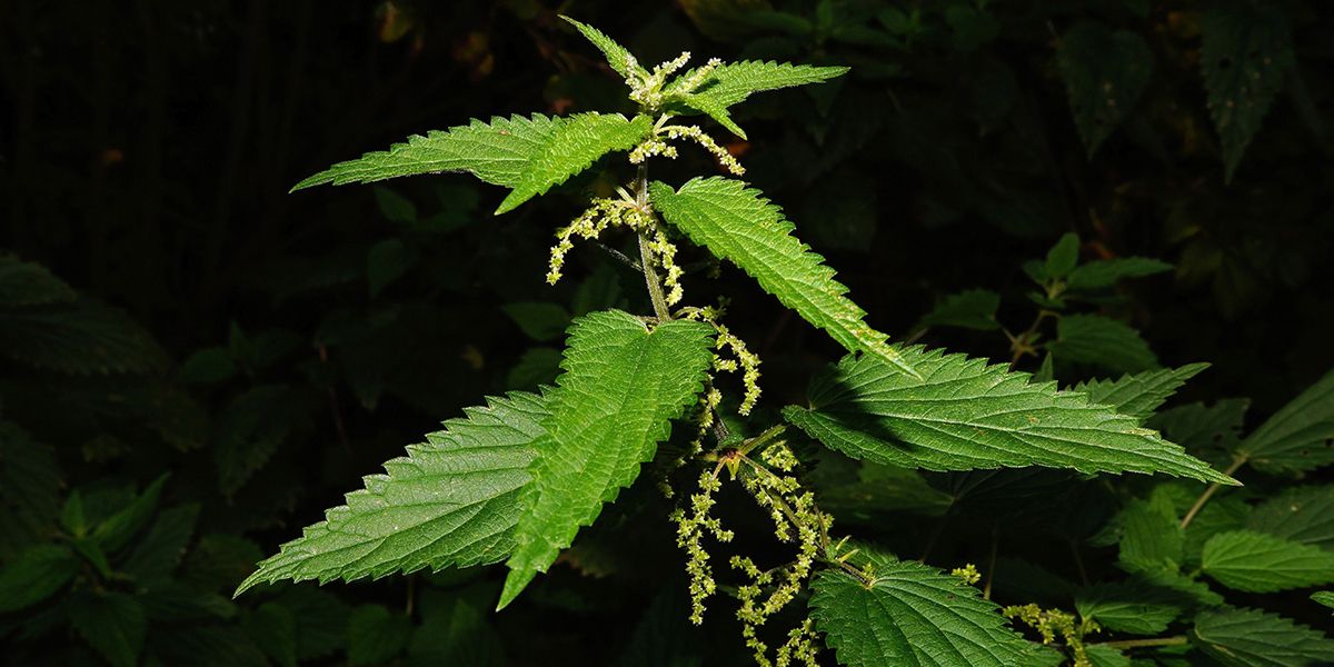 les multiples bienfaits insoupçonnés de l'ortie au jardin et à la maison