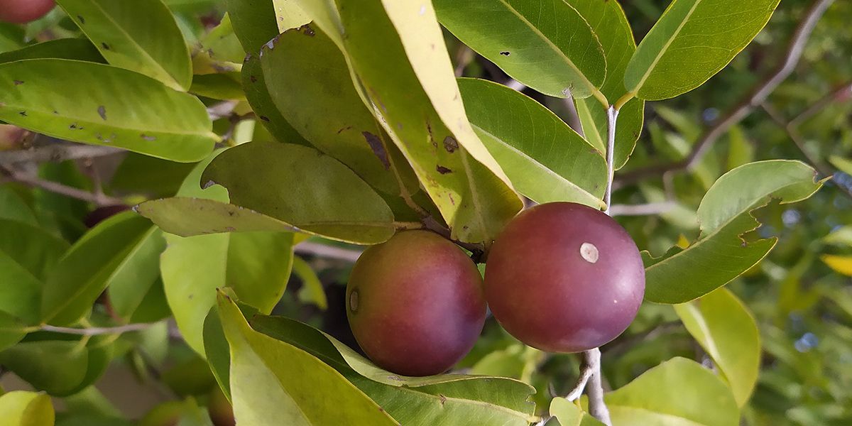 Camu-camu, la superstar de la vitamine C