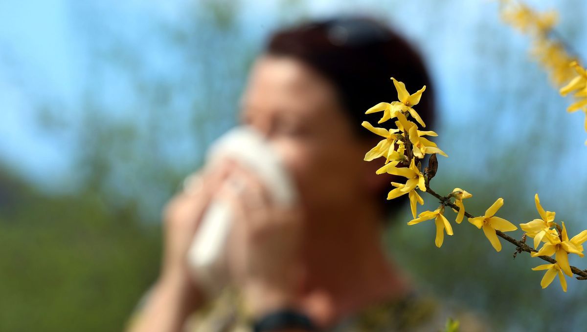 Allergies au pollen : la Bretagne sous pression avec l'arrivée du printemps