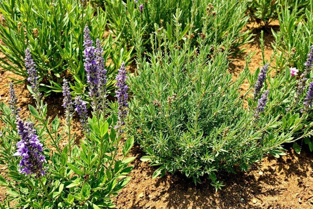 Des plantes méditerranéennes à planter fin août pour un jardin éclatant jusqu'au printemps