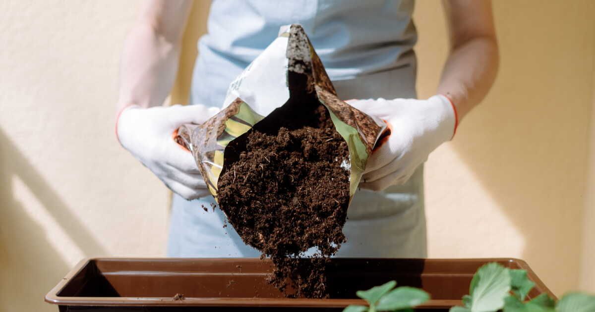 Choisir le terreau idéal pour vos plantes : conseils pratiques