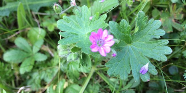 découvrez le géranium à feuilles molles (geranium molle)