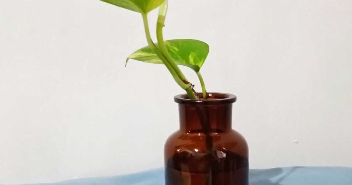 Cultiver la patate douce : les secrets d'une récolte réussie