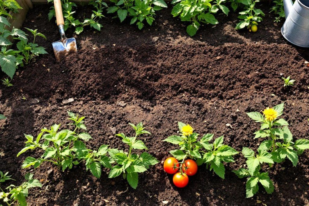 Revitaliser votre potager : des légumes d'été en pleine forme avec cette méthode naturelle