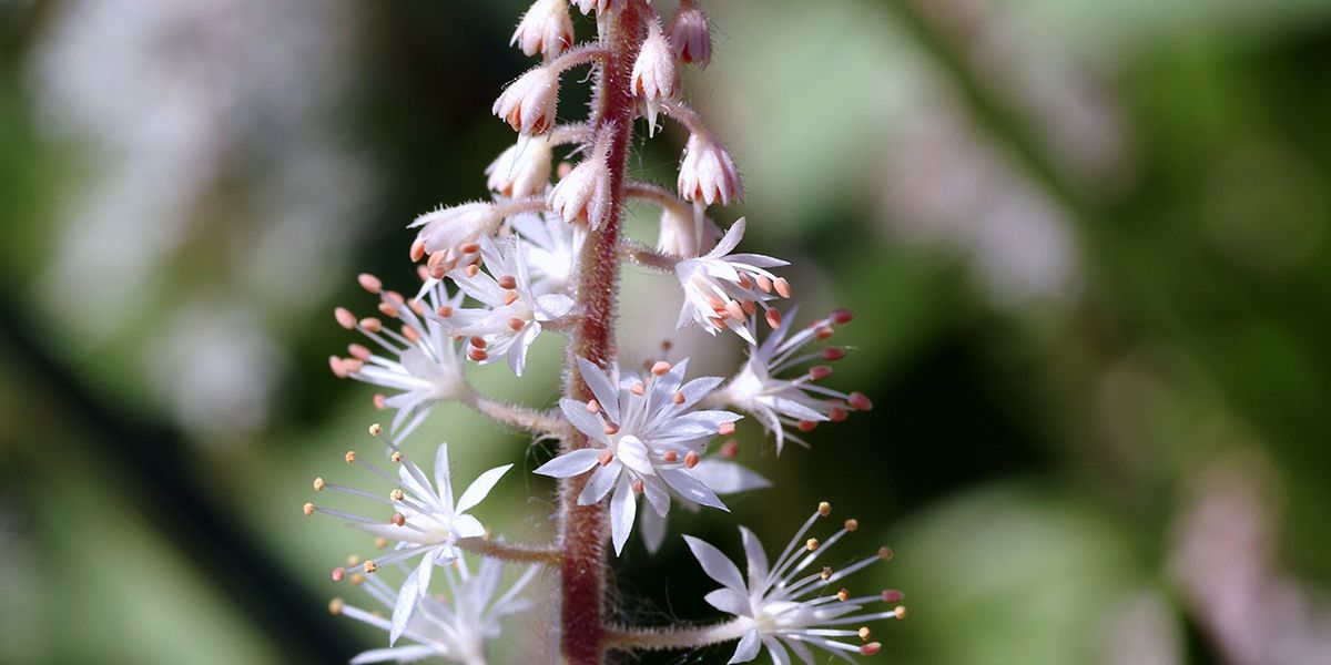 À la découverte de la tiarelle, une beauté envahissante des sous-bois