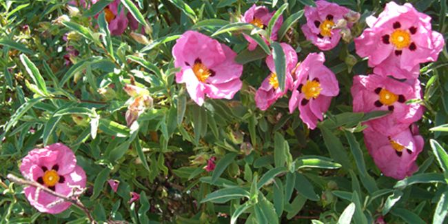 Le ciste, arbuste emblématique du maquis méditerranéen