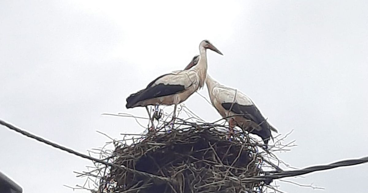 Un couple de cigognes perturbe l'électricité à Boron