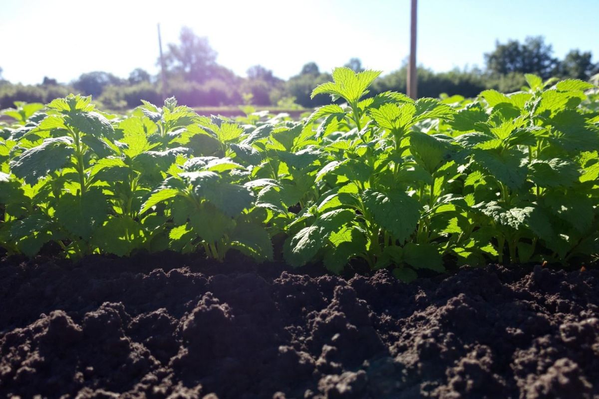 La menthe, votre alliée naturelle contre les insectes au jardin