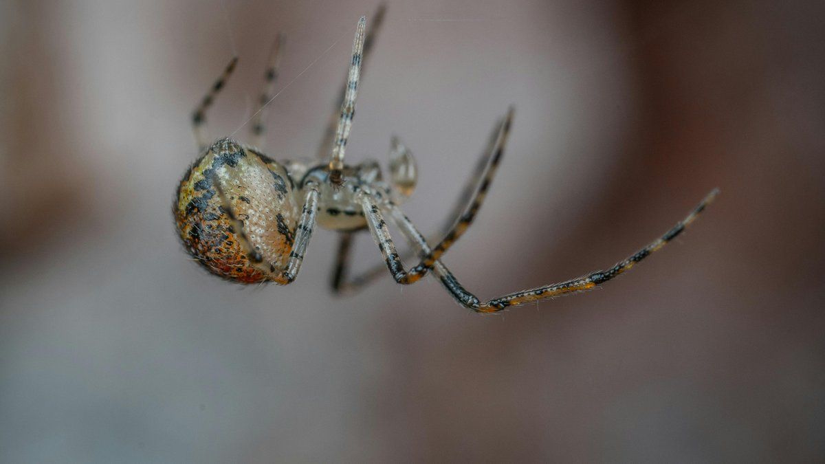 La fausse veuve noire : une menace venimeuse qui évolue au Royaume-Uni