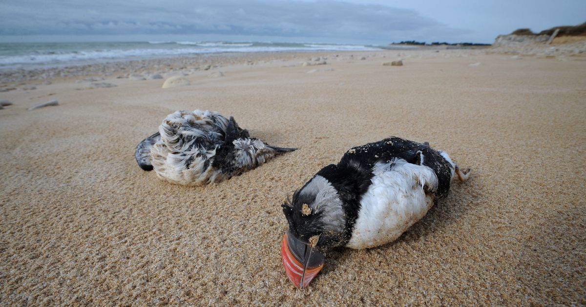 Des macareux en détresse : plus de 45 000 échoués sur nos côtes