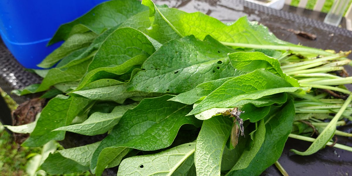 Purin de consoude : un allié naturel pour votre jardin