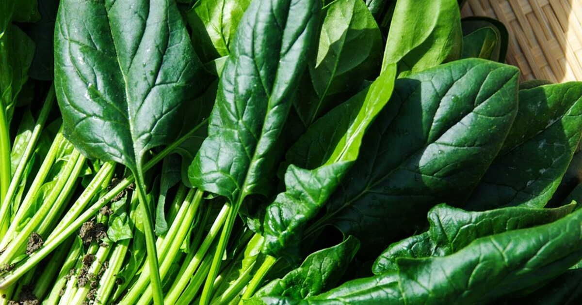 Épinards frais : votre guide pour une congélation réussie