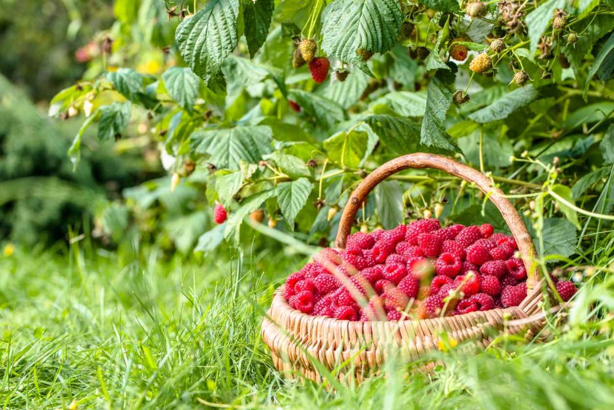 Découvrez le secret pour doubler votre récolte de framboises avec un simple ingrédient