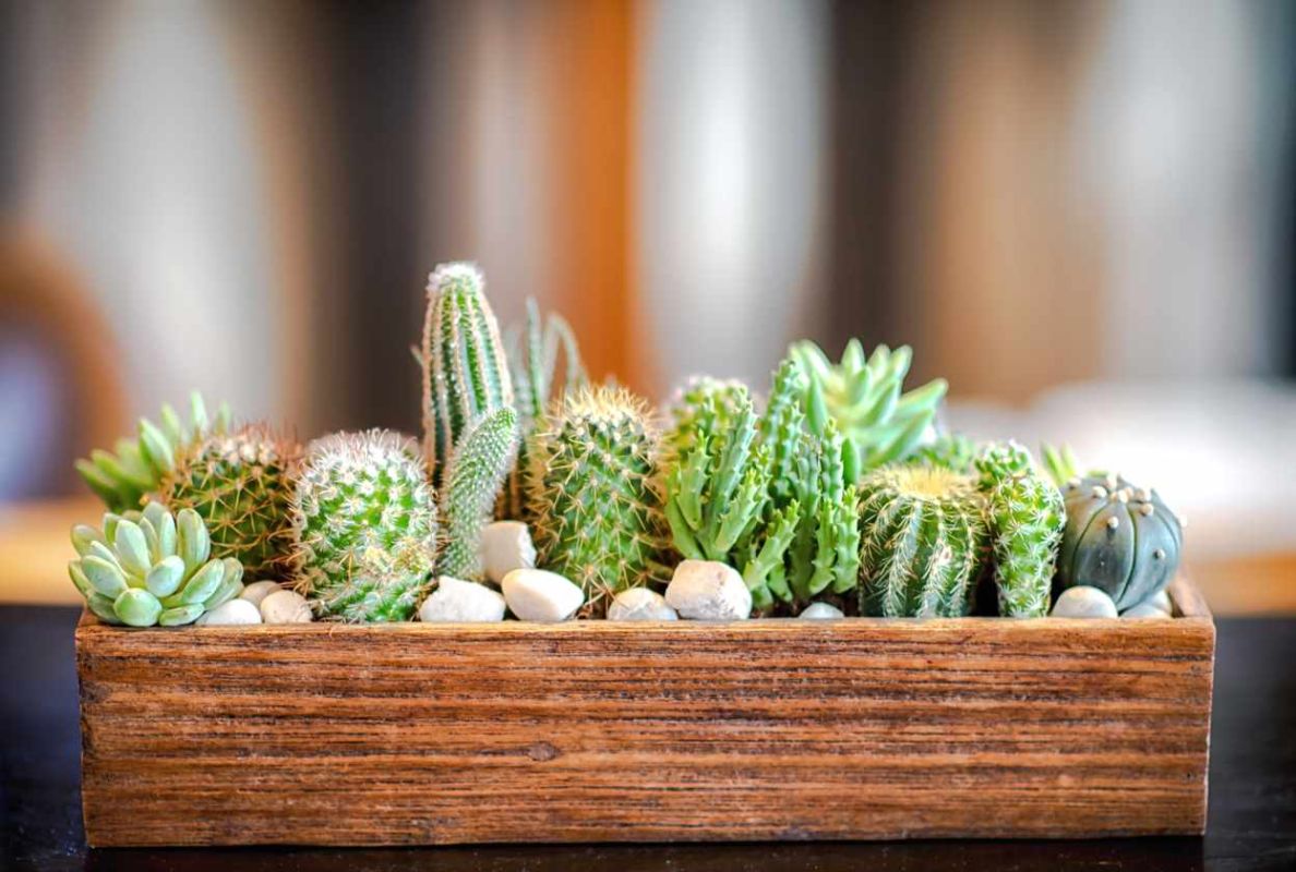 Cactus et plantes grasses : le guide ultime pour un entretien réussi