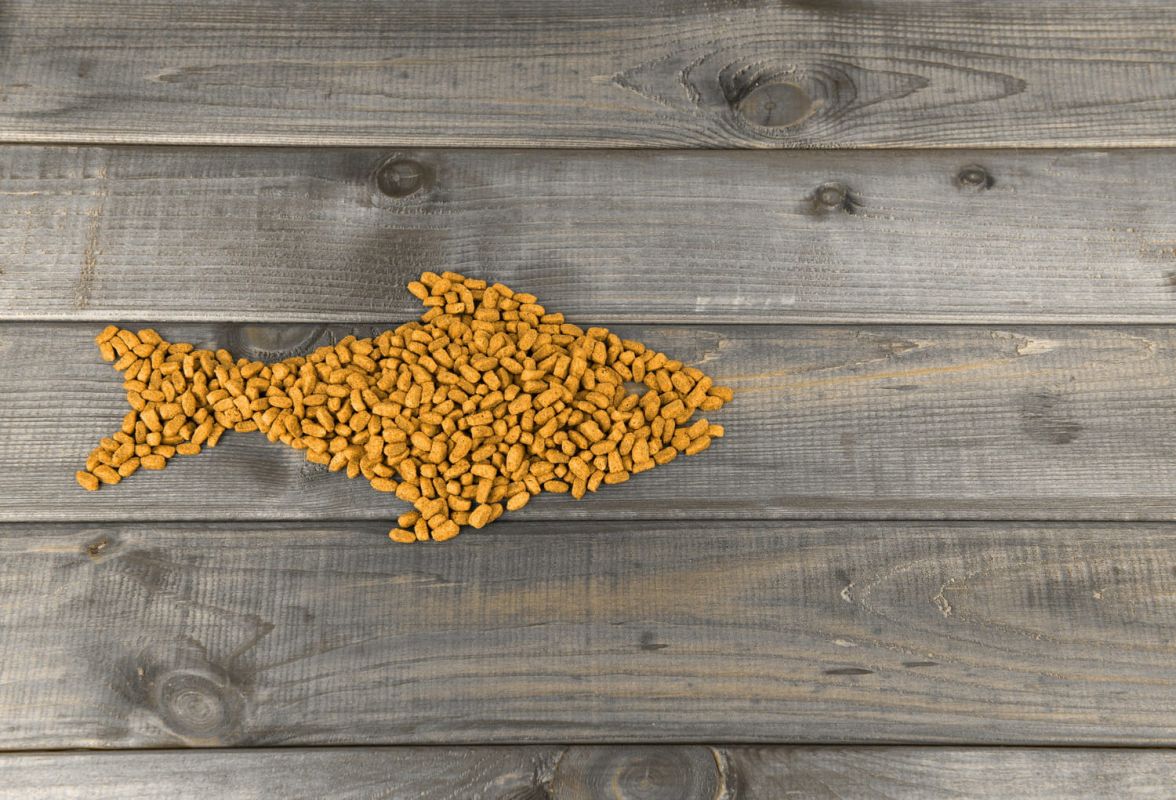 les croquettes idéales pour chat : régalez votre félin