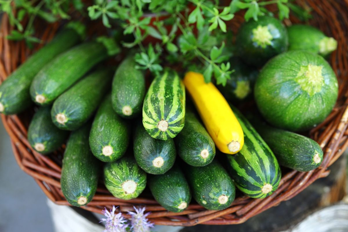 Évitez ces erreurs pour conserver vos courgettes plus longtemps