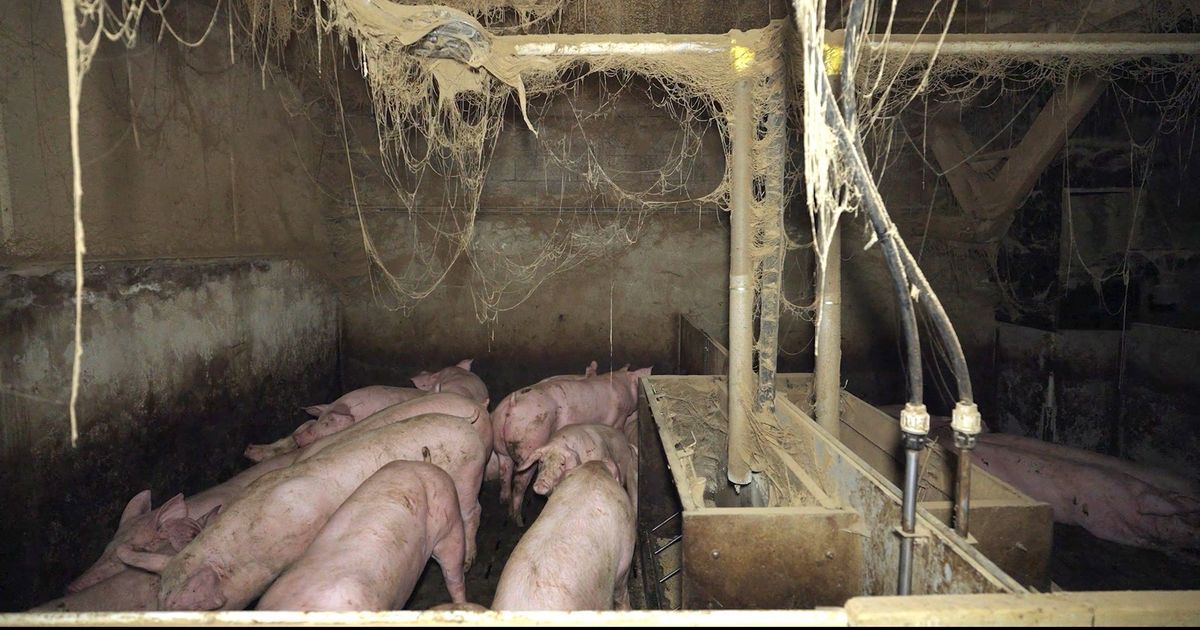 Un élevage porcin de Lannilis suspendu après des révélations scandaleuses