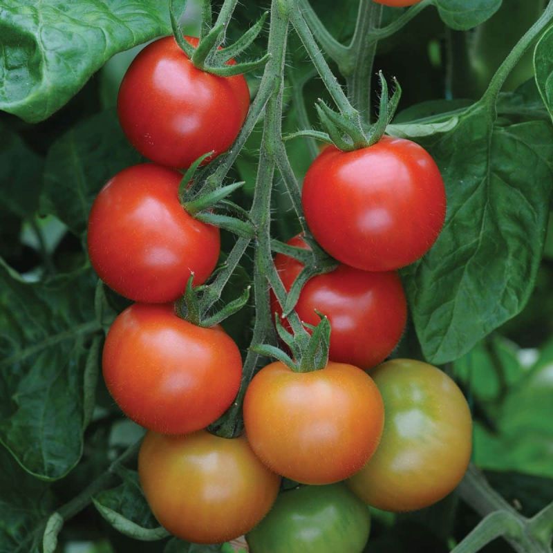 Profitez d'une récolte tardive de tomates cerises avec la Gardener’s Delight