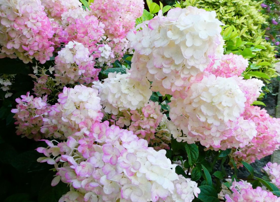 préparez ces 3 arbustes pour un jardin éclatant tout l'été