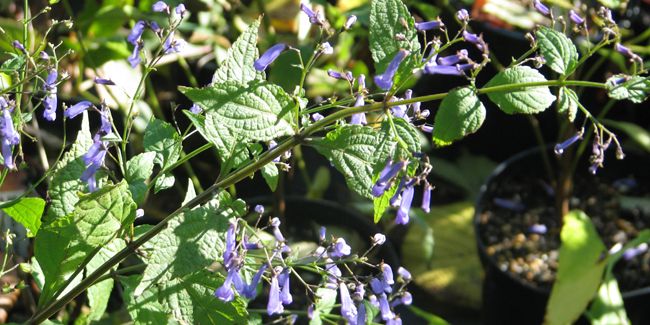 L'isodon : une floraison d'automne à ne pas manquer