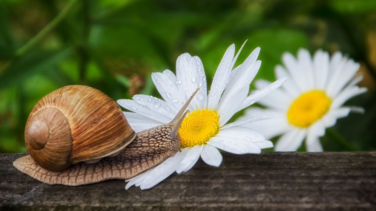 Comment protéger vos fleurs des escargots et limaces sans les tuer