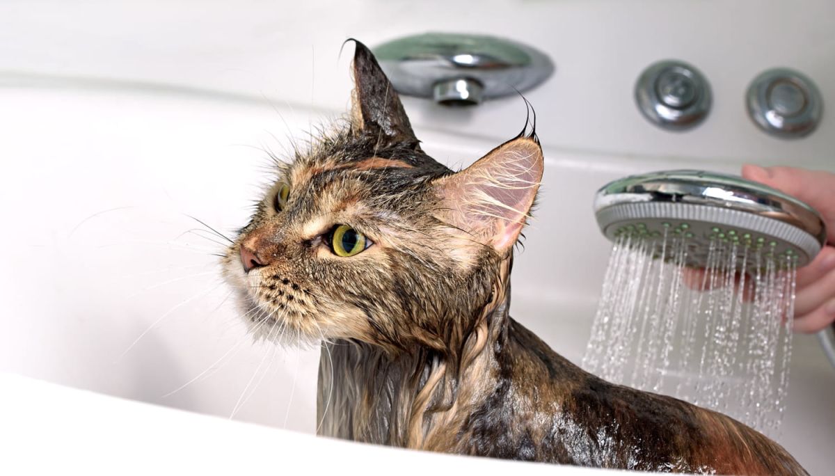 L'art de laver un chat sans stress