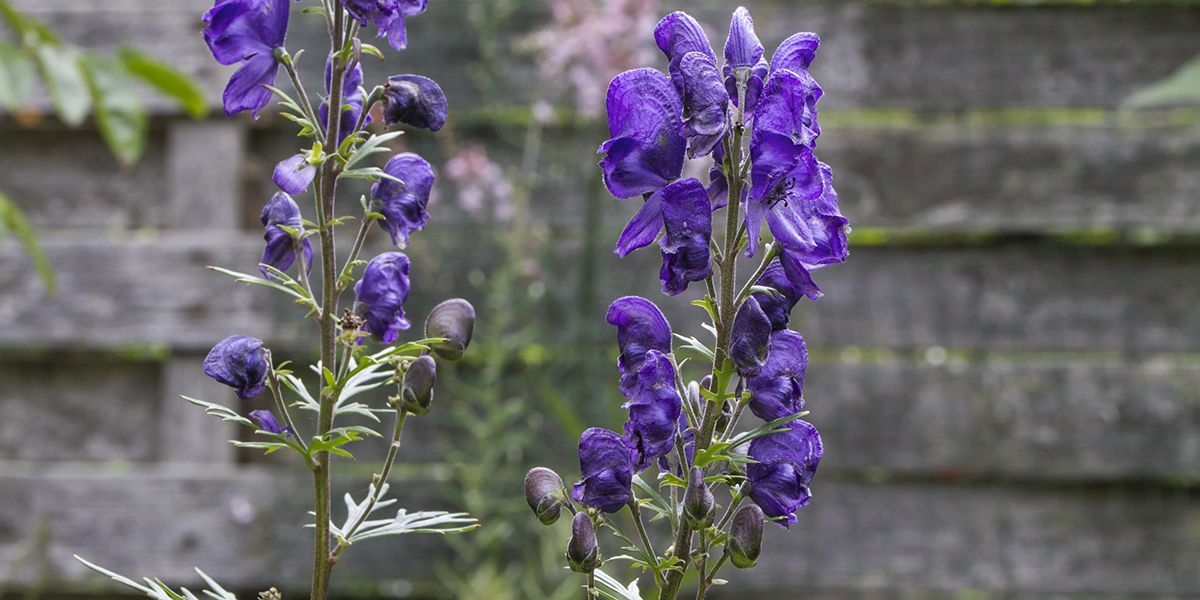 les plantes toxiques à fuir pour un jardin sans risques