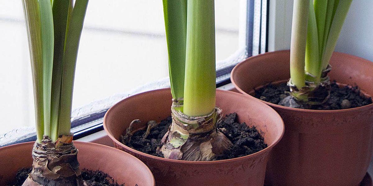Redécouvrez l'art de faire refleurir votre amaryllis