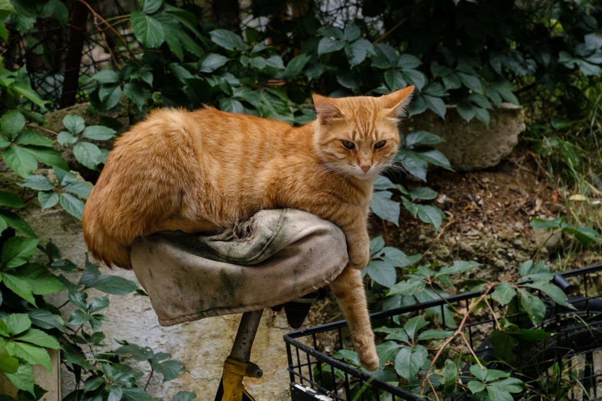 Les chats roux : des félins fascinants qui se distinguent par leur singularité