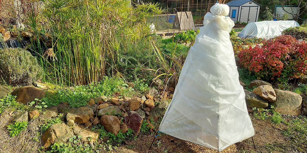 Protéger vos plantes du froid avec des voiles d'hivernage