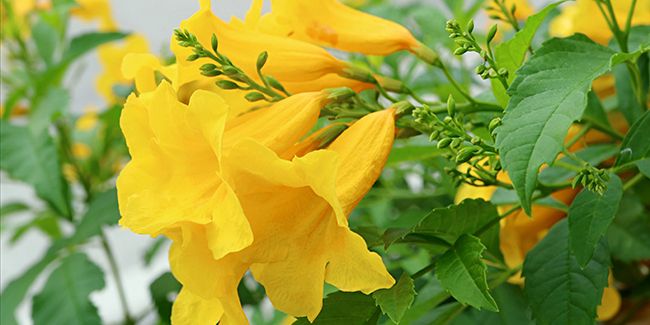 À la découverte de la trompette d'or, un arbuste aux fleurs éclatantes