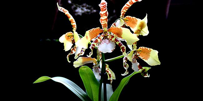 À la découverte des orchidées clown : le fascinant Rossioglossum