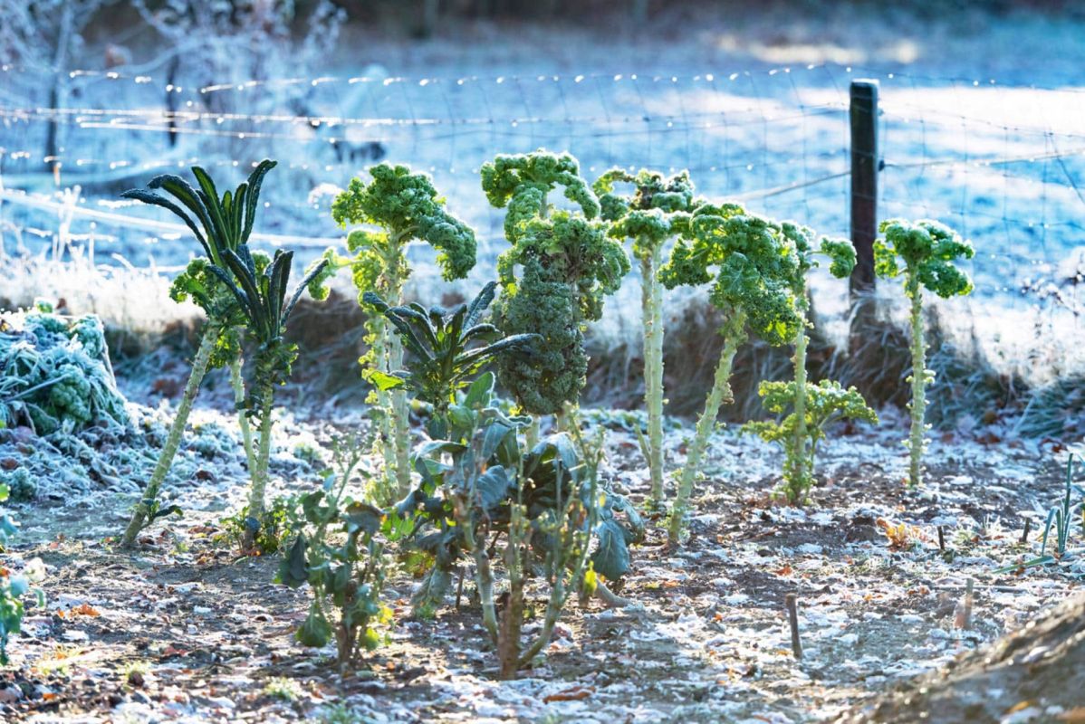 Comment protéger vos plantes cet hiver : conseils pour un arrosage judicieux