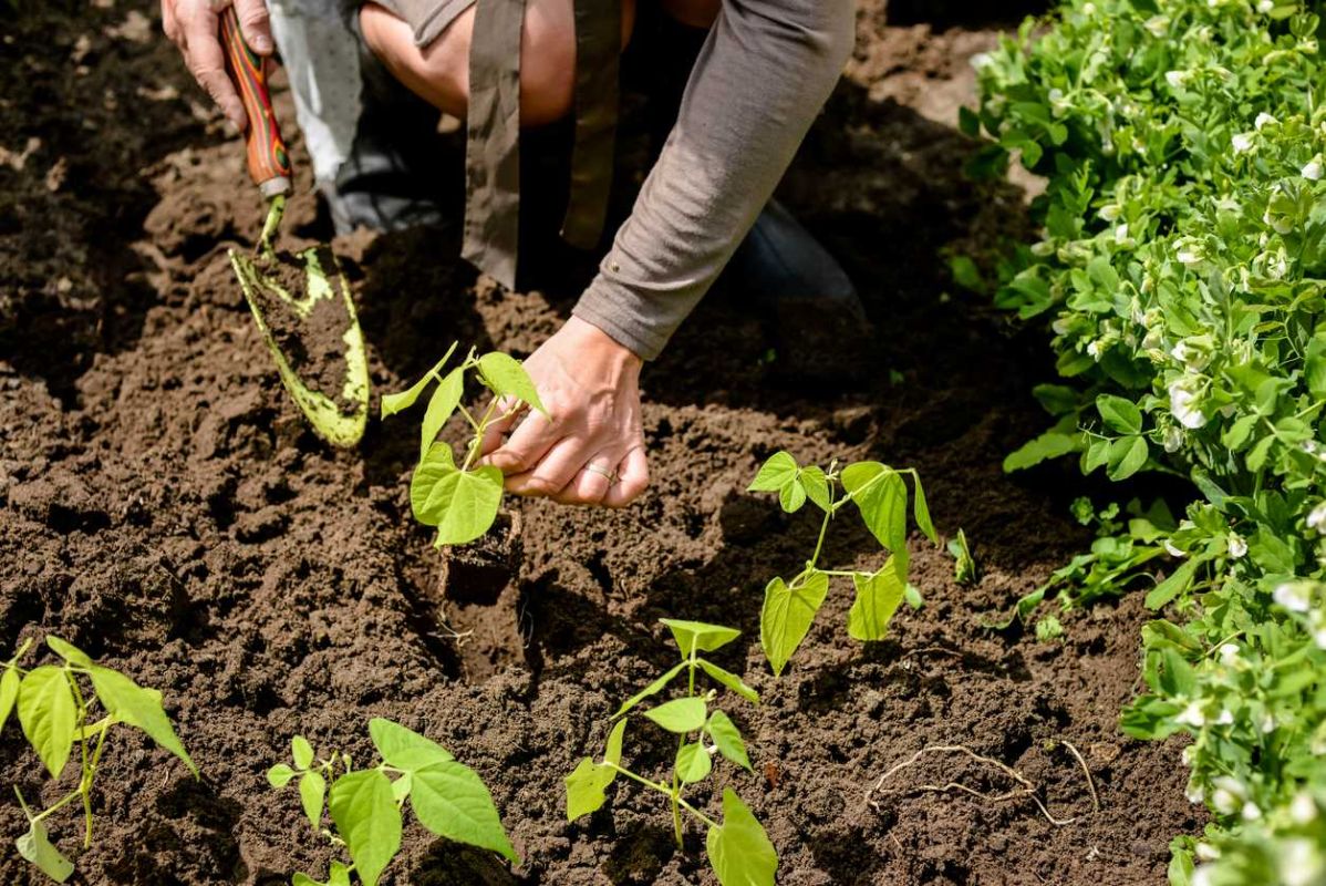 Plantation des haricots verts : guide essentiel pour les jardiniers