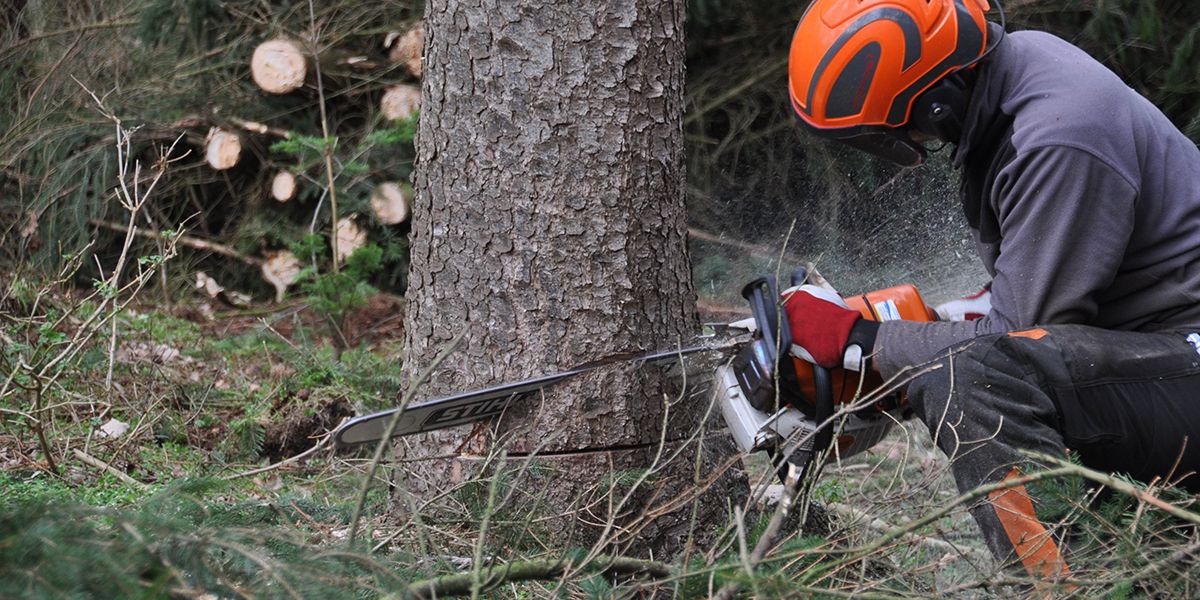Faut-il une autorisation pour abattre un arbre de mon jardin ?