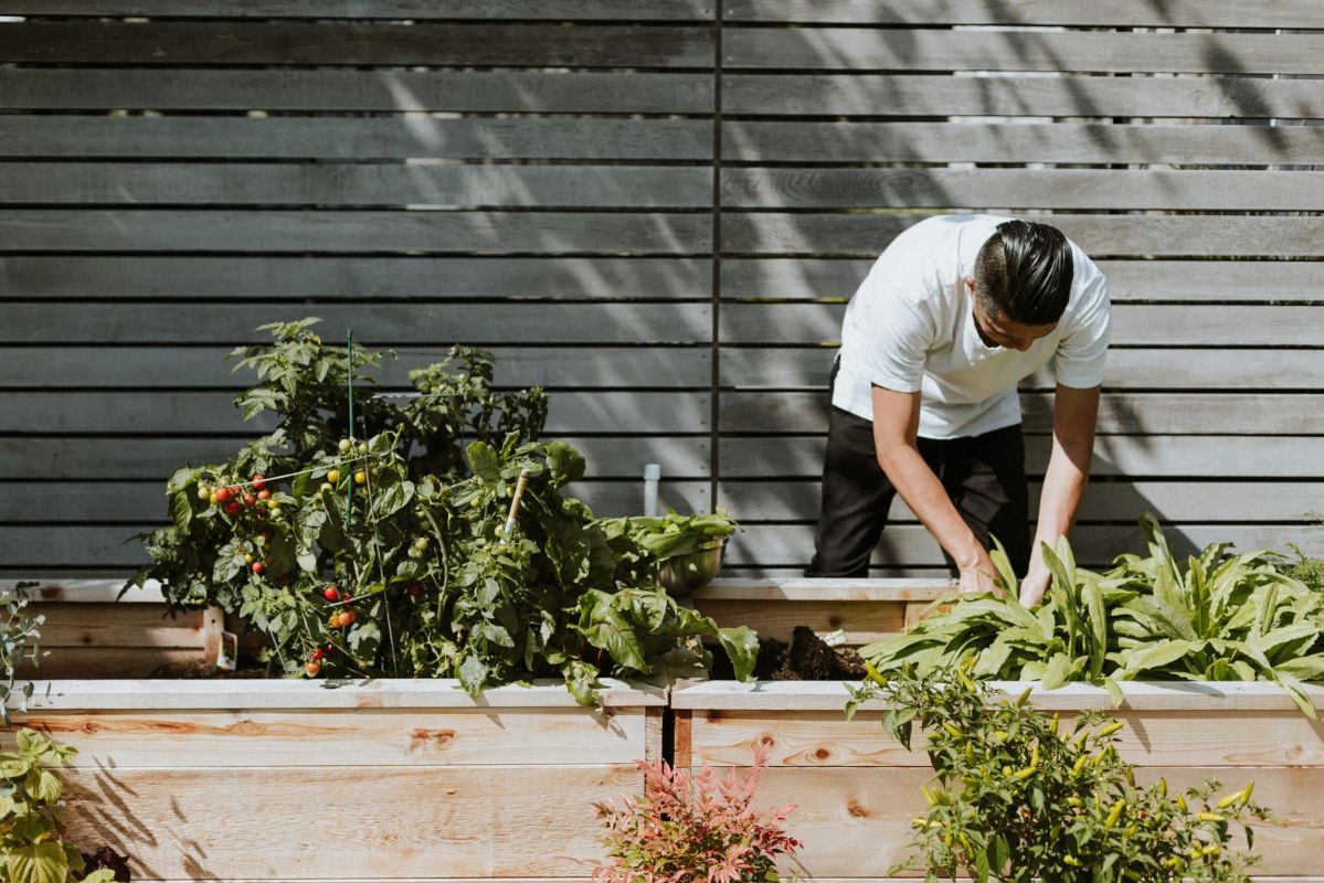 préparez votre potager d'automne avec ces légumes rustiques