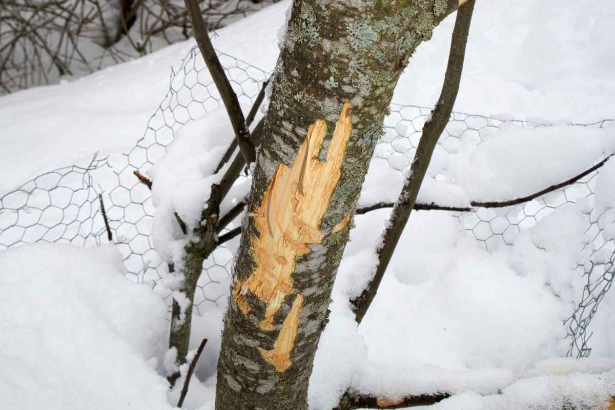 Les nuisibles d'hiver : vigilants pour protéger votre jardin