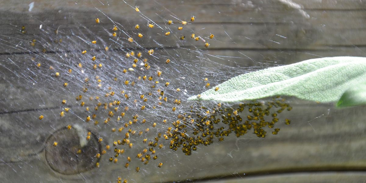 Comment éloigner les araignées : 9 astuces naturelles à découvrir