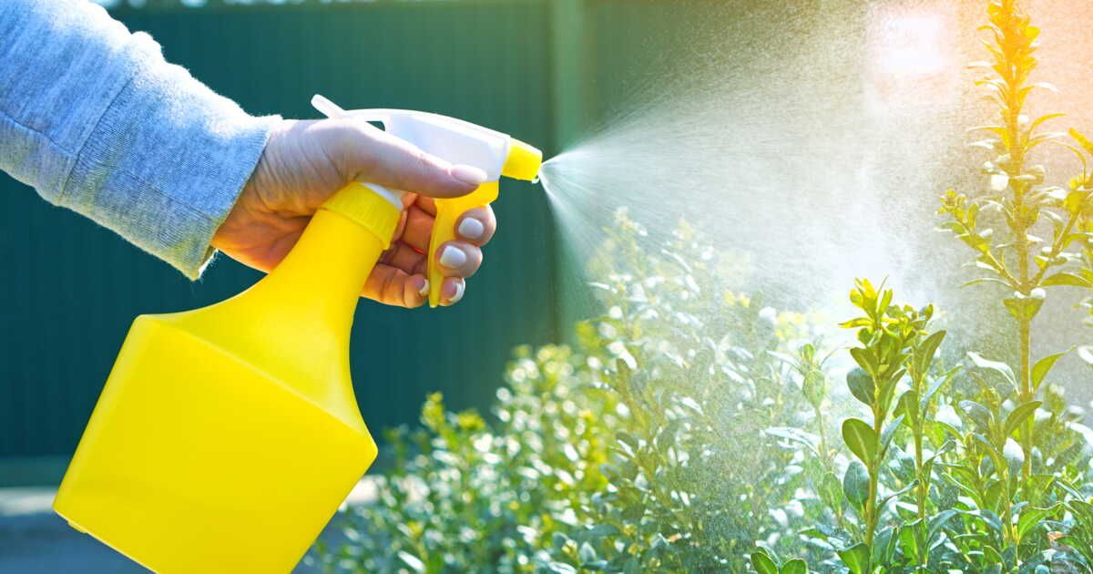 Comment réutiliser l’eau de la mozzarella dans son jardin ?