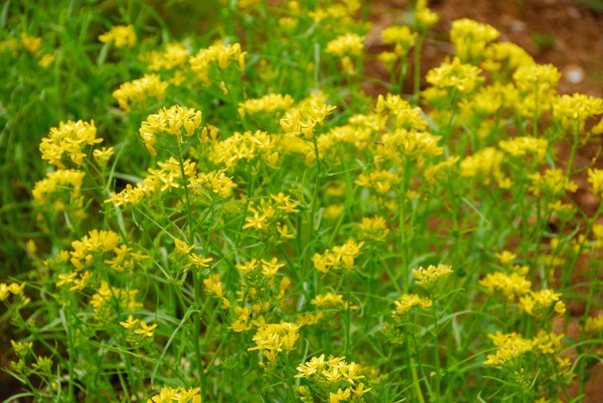 Plongée au cœur du colza : cultivation, récolte et bienfaits