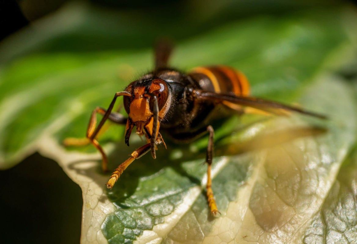 Ralentir l’invasion des frelons asiatiques avec cette plante alliée