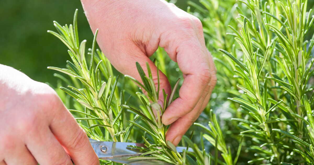 Quand et comment tailler vos herbes aromatiques pour un jardin resplendissant