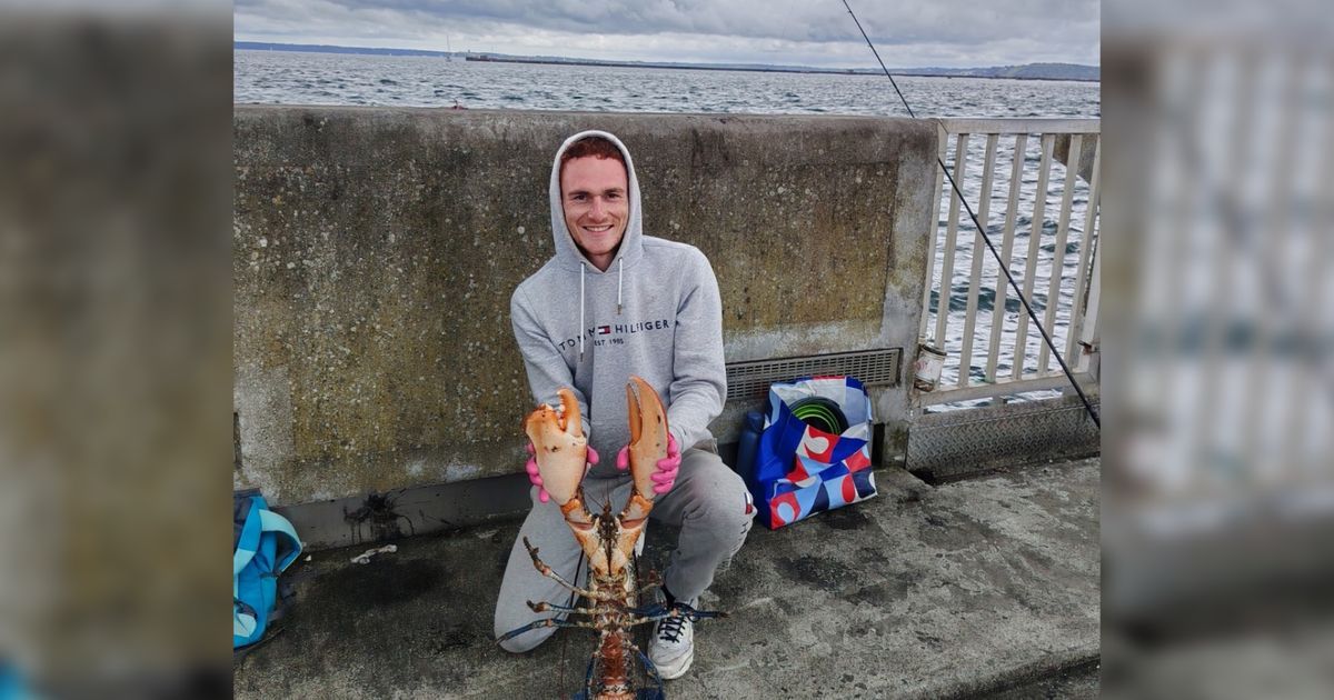 Un pêcheur amateur fait sensation en capturant un homard de près de 4 kilos à Brest