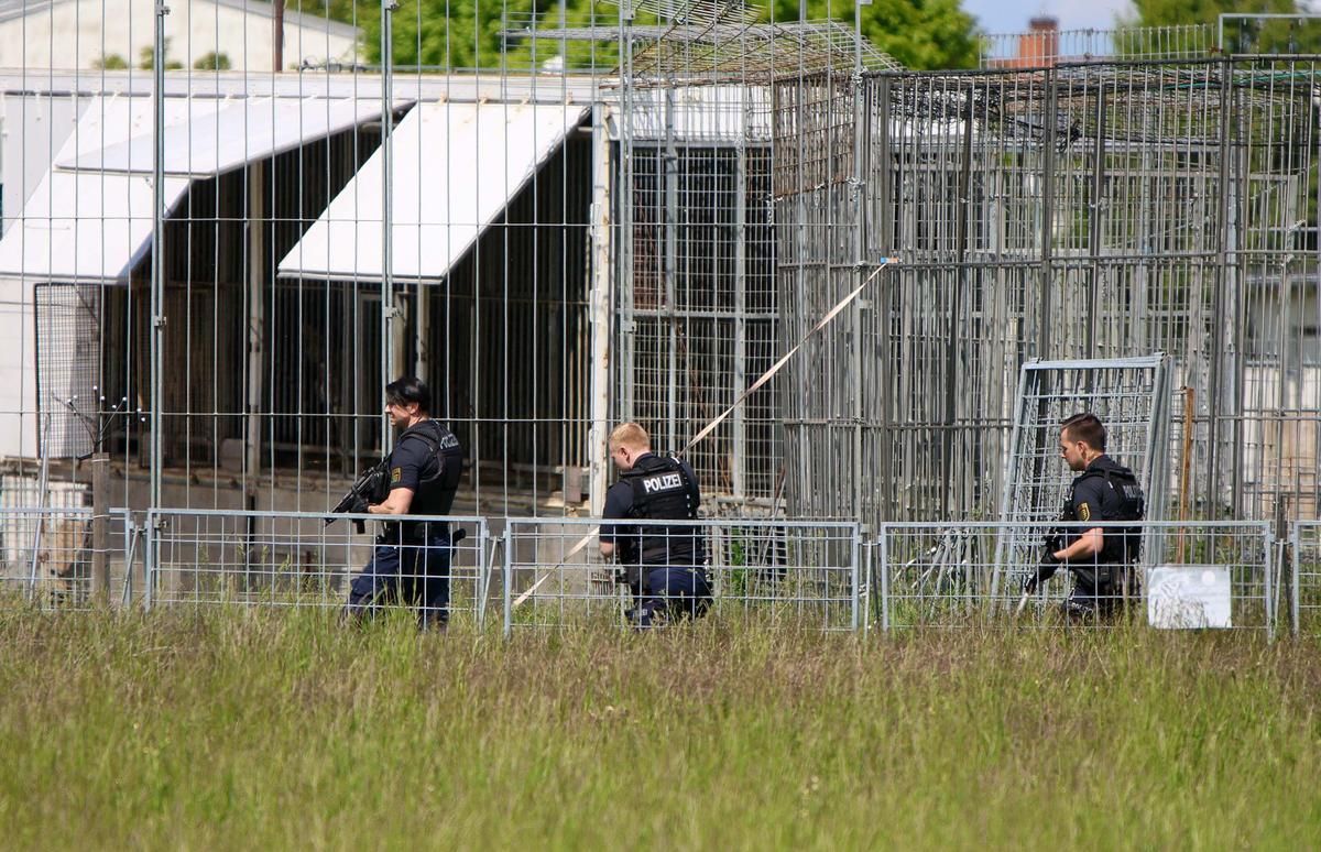 Un tigre peureux abattu : l'évasion tragique de Sandokan en Allemagne